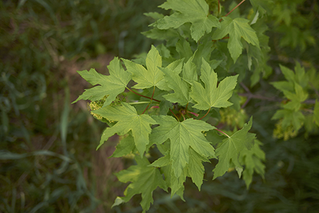 Healthy leaves of the Sycamore tree