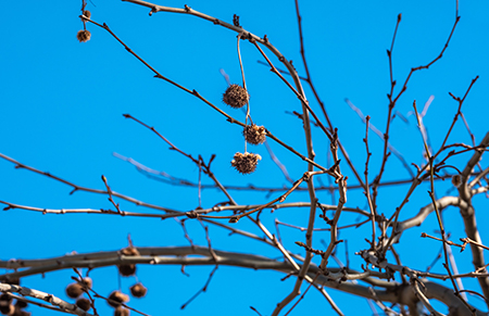 sycamore-tree-seeds-chicago-il