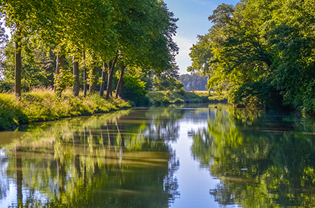 Sycamore trees along a river bank. Consider planting one of these large shade trees in your landscape today!