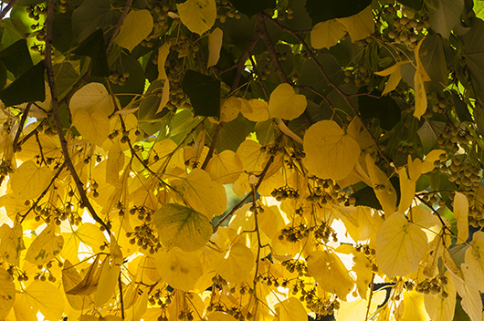 autumn-fall-color-basswood-linden-tree-chicago-il