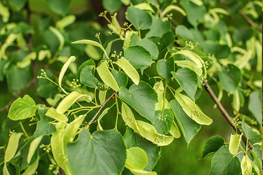 american linden tree leaves