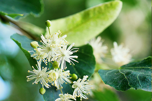 How to Grow and Care for Basswood Tree