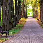 park-lined-with-basswood-trees