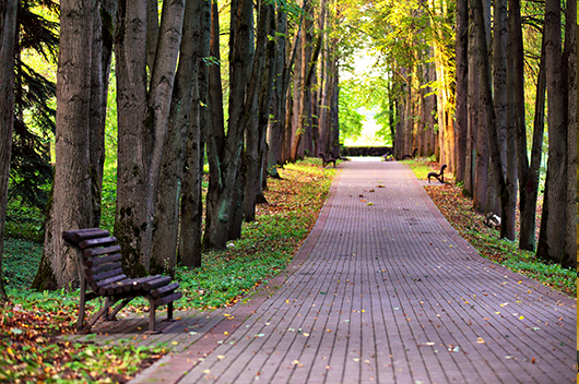 park-lined-with-basswood-trees