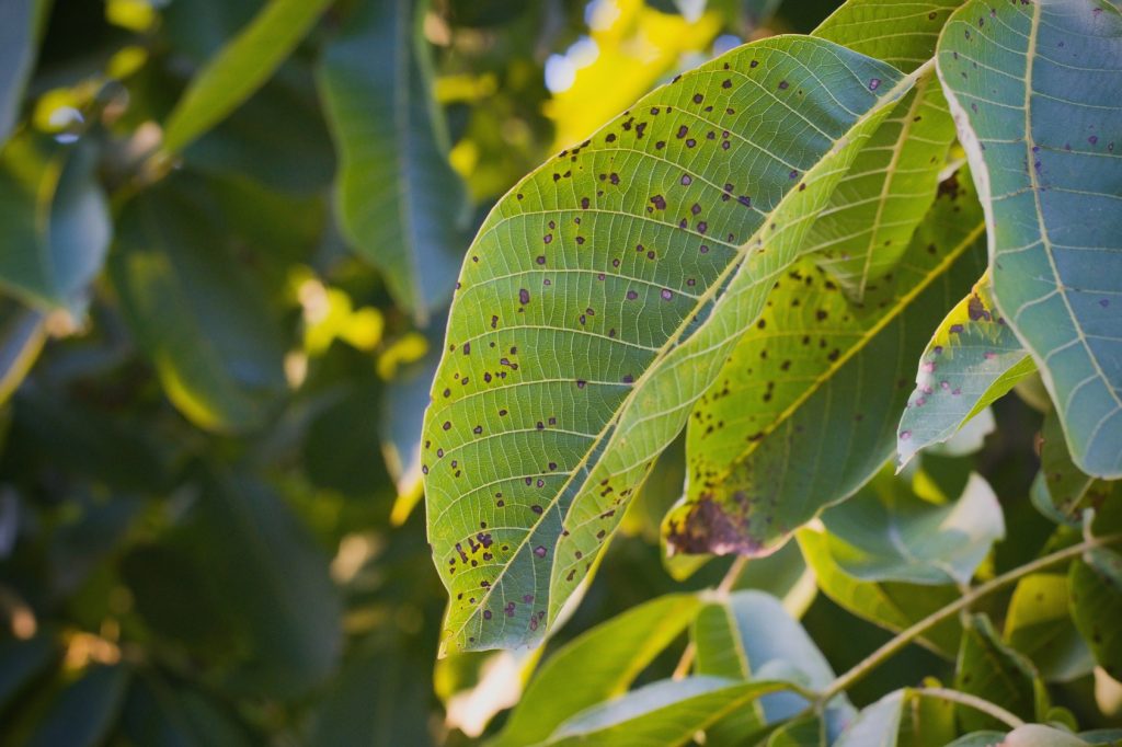 Spots from Anthracnose, a fungal disease, on a tree leaf