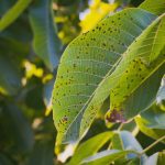anthracnose-disease-tree-leaves