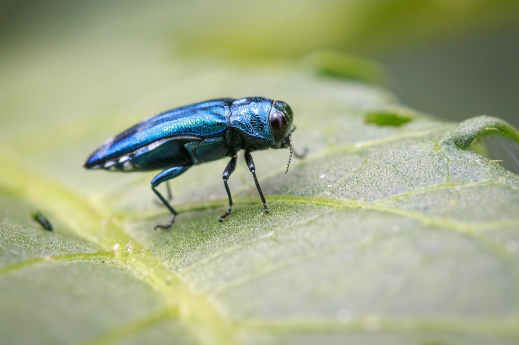 emerald-ash-borer-tree-pest-on-leaf-illinois