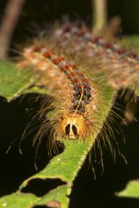 The gygypsy-moth-caterpillar-invasive-tree-pest-illinoispsy moth caterpillar