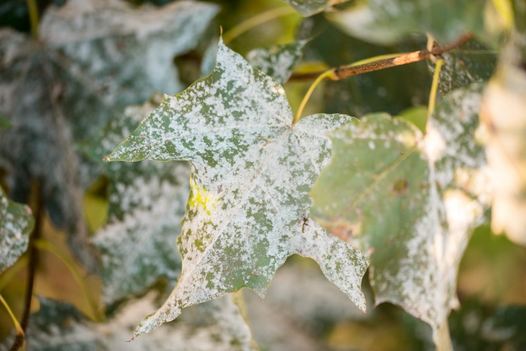 powdery-mildew-disease-tree-leaf