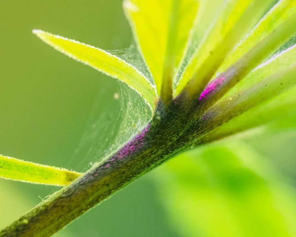 spider-mite-web-on-leaves