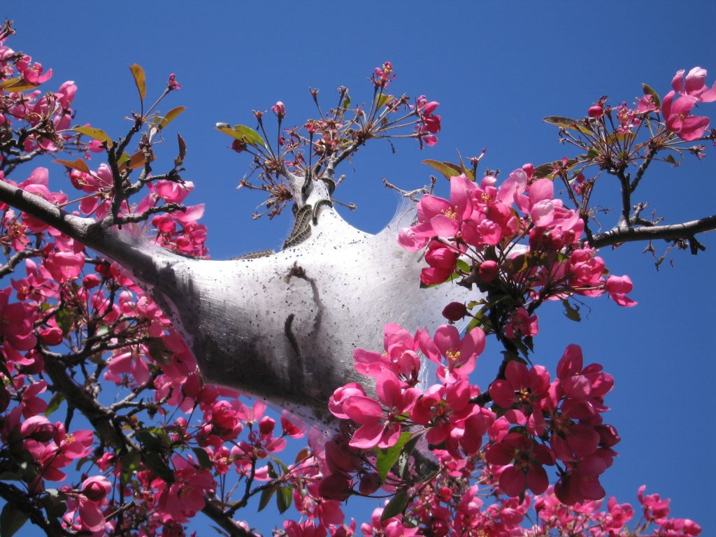 tent-caterpillers-in-chicago-crabapple-tree