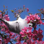 tent-caterpillers-in-chicago-crabapple-tree