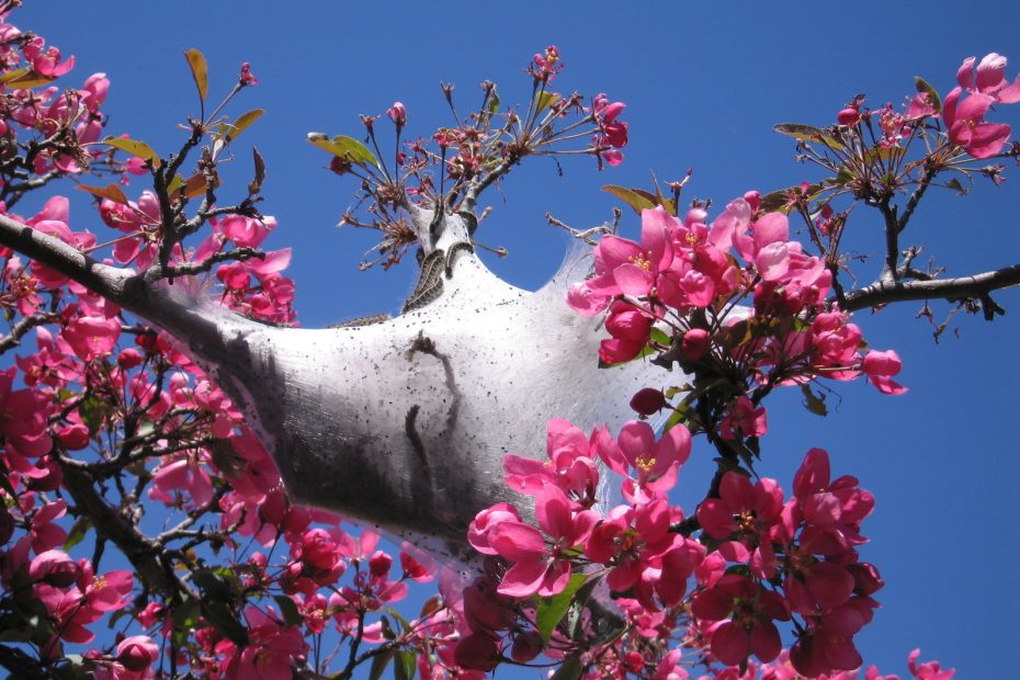 tent-caterpillers-in-chicago-crabapple-tree