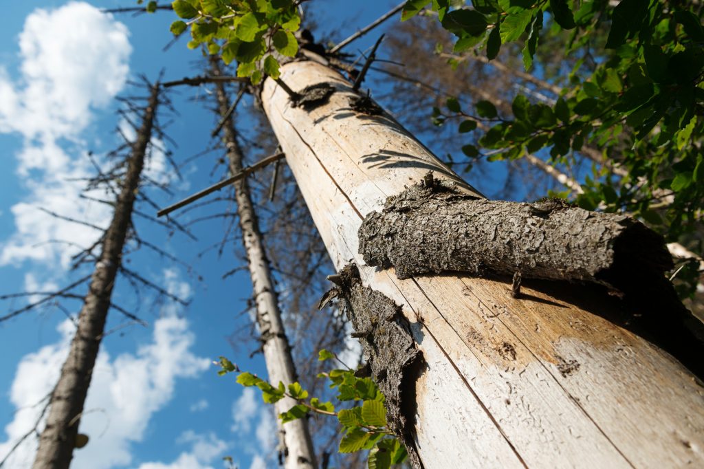 tree-trunk-bark-devastated-by-bark-beetle-insect-pest-illinois