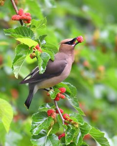 bird-eating-mulberry