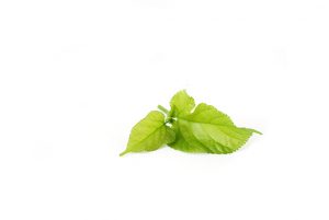 red-mulberry-fruit-tree-leaf