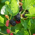 ripe-unripe-mulberry-fruit