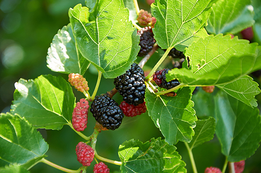 ripe-unripe-mulberry-fruit
