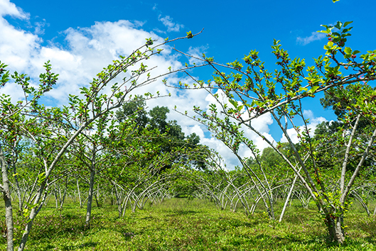 young-red-mulberry-tree-farm-illinois