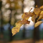 dutch-elm-disease-on-leaves-illinois