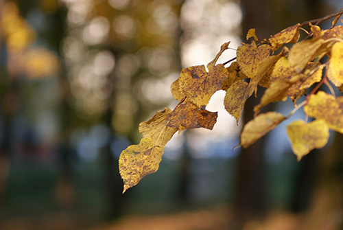 dutch-elm-disease-on-leaves-illinois
