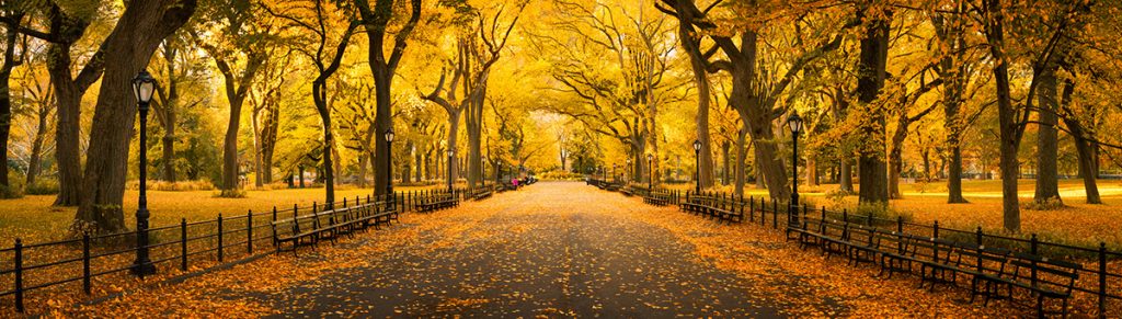 fall-foliage-in-central-park-new-york-city