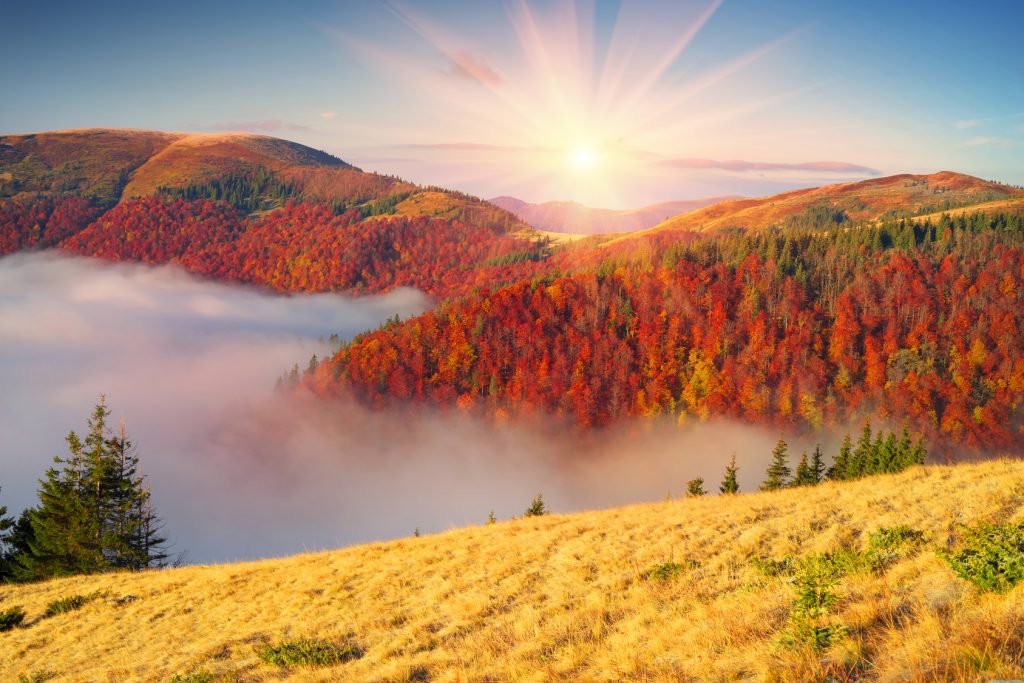 fog-covered-fall-tree-colors-smoky-mountains-tennessee