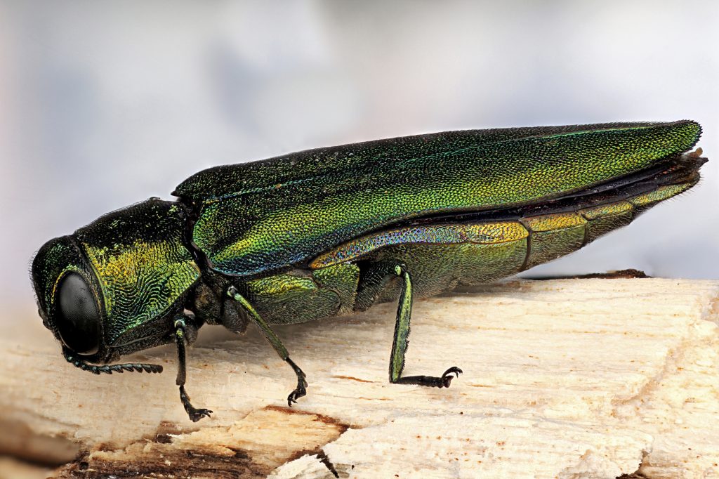 emeral-ash-borer-on-tree-trunk-chicago-il