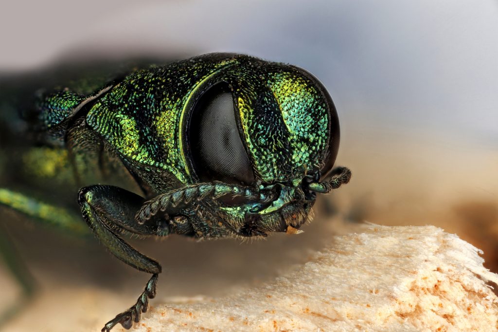 emerald-ash-borer-closeup