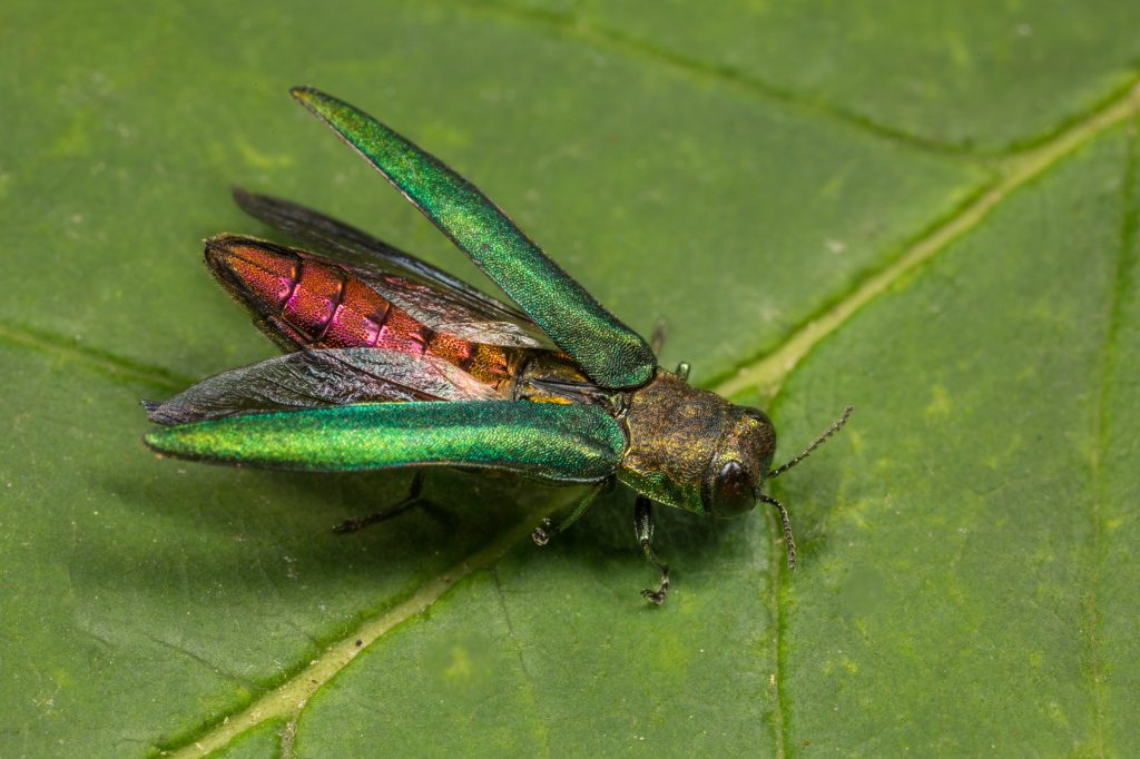 emerald-ash-borer-insect-control-chicago-il