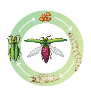 emerald-ash-borer-life-cycle-stages