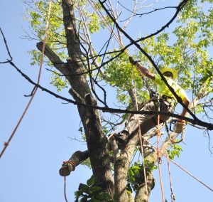 tree-removal-from-emerald-ash-borer-illinois