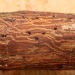 tree-trunk-damage-from-emerald-ash-borer-insect