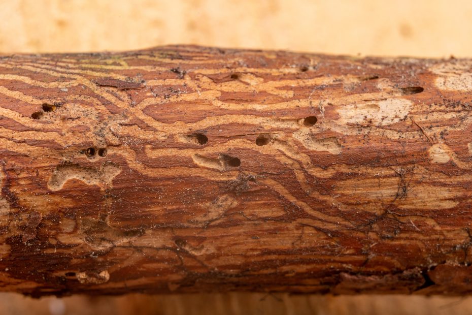 tree-trunk-damage-from-emerald-ash-borer-insect