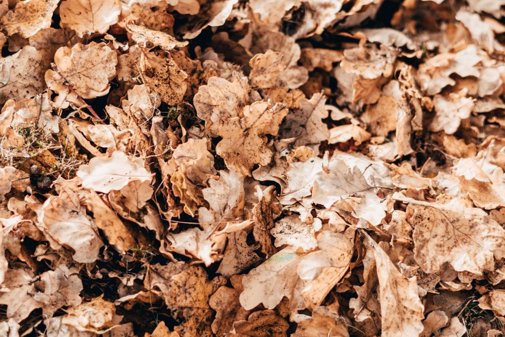 fallen-wilted-oak-tree-leaves