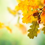 Oak Wilt: Recognizing and Managing the Symptoms