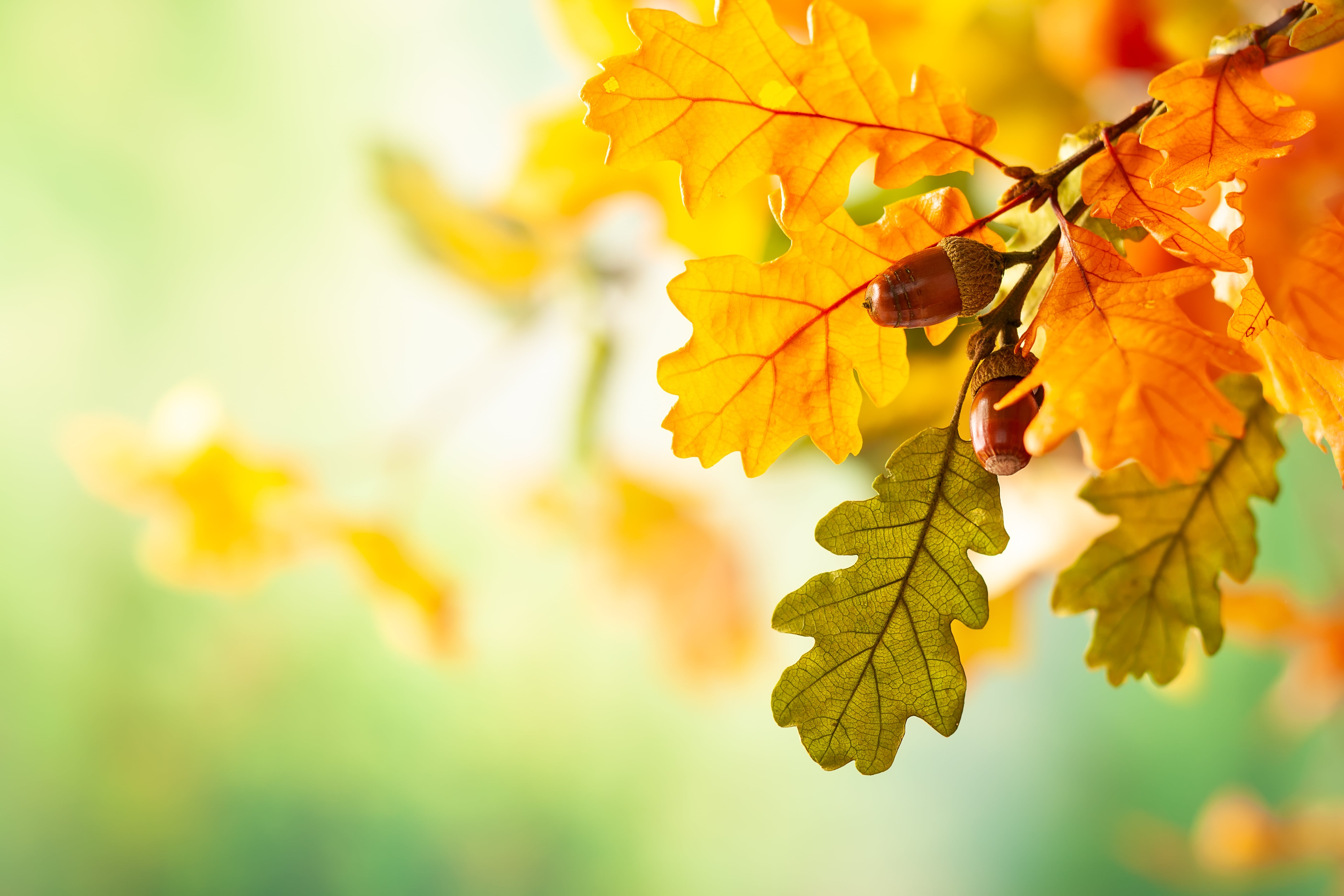 oak tree in fall leaves