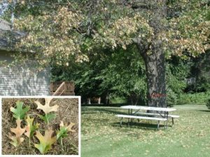 oak-tree-wilt-symptoms