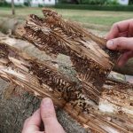 bark-beetle-damage-to-illinois-tree