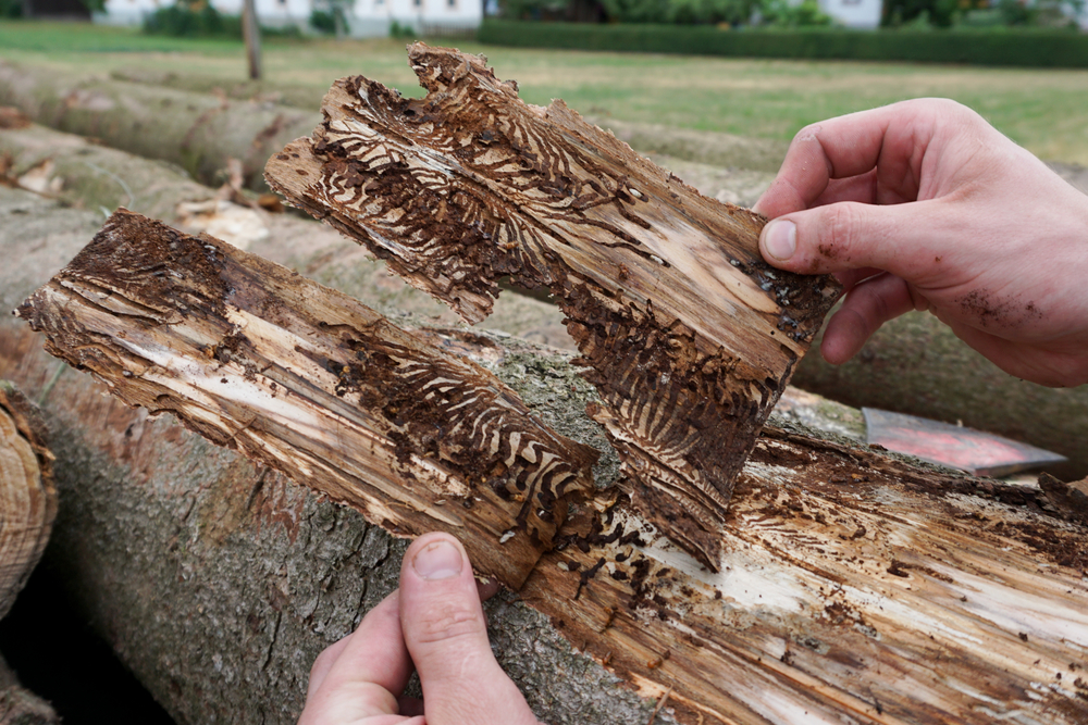 Bark Beetles: Identification and Prevention