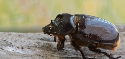Bark Beetles: Identification and Prevention