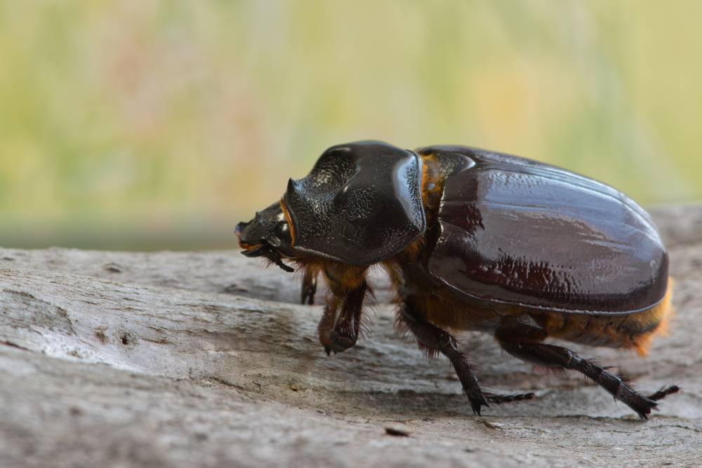 beetle bark between beetles difference identification termite tree prevention typical identify vs care termites animal