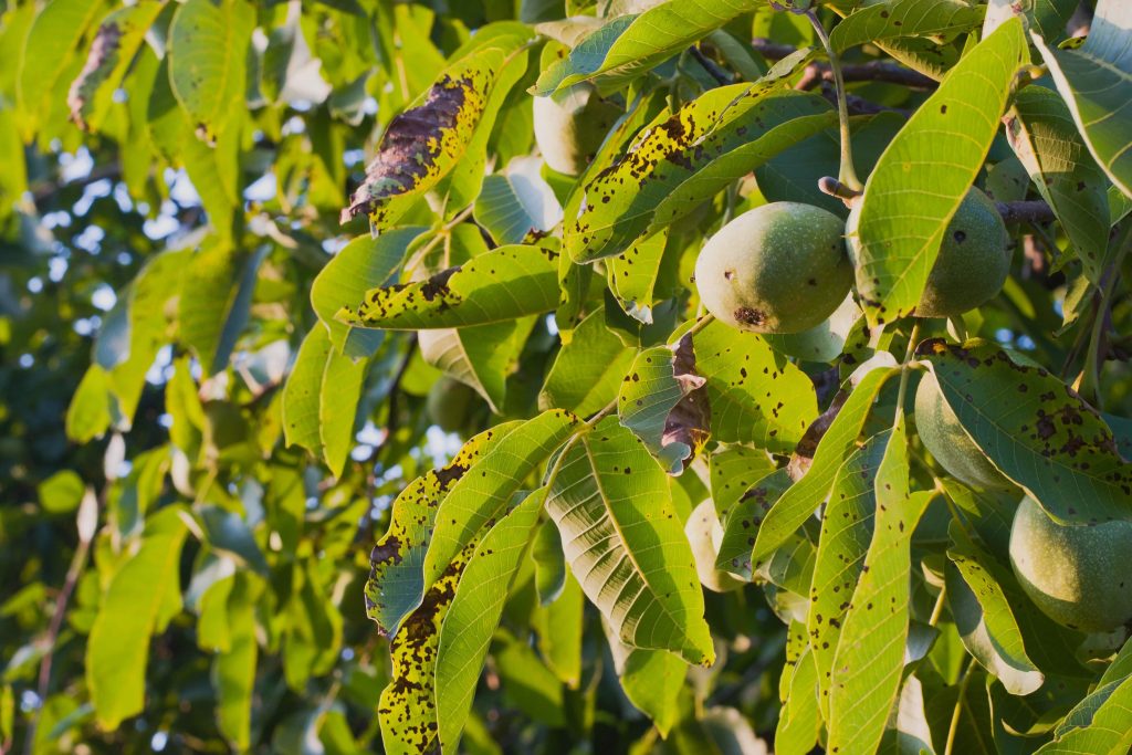 chicagoland-illinois-tree-disease-anthracnose-black-spots