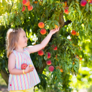 Which Fruit Trees Grow Best in Illinois and How to Care for Them