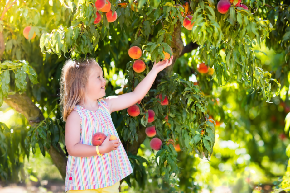 peach-fruit-tree-chicago-illinois