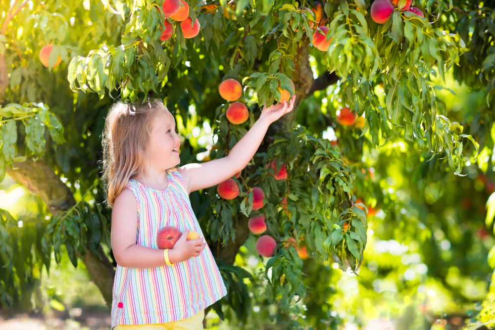 Pomi fructiferi comuni în Illinois