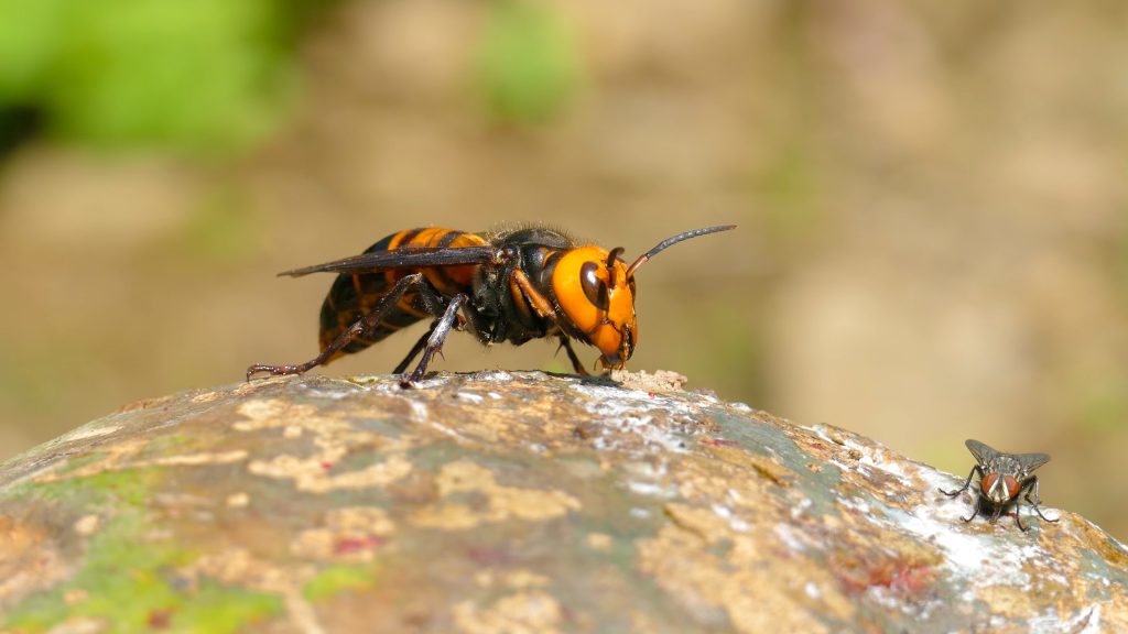 giant-hornet-vespa-mandarinia-illinois-usa