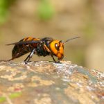 giant-hornet-vespa-mandarinia-illinois-usa