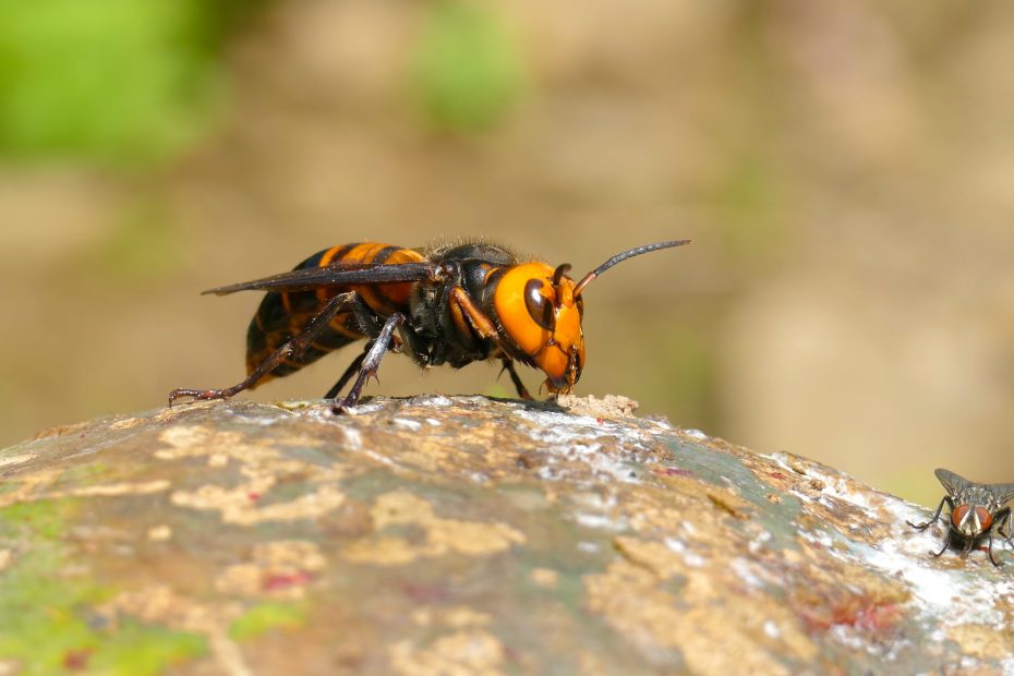 giant-hornet-vespa-mandarinia-illinois-usa