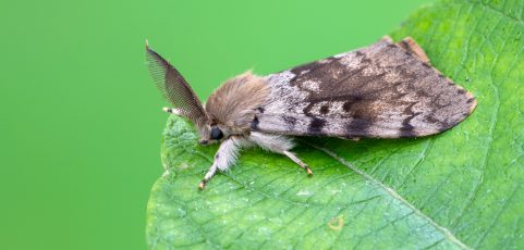 Gypsy Moth: Identification and Prevention